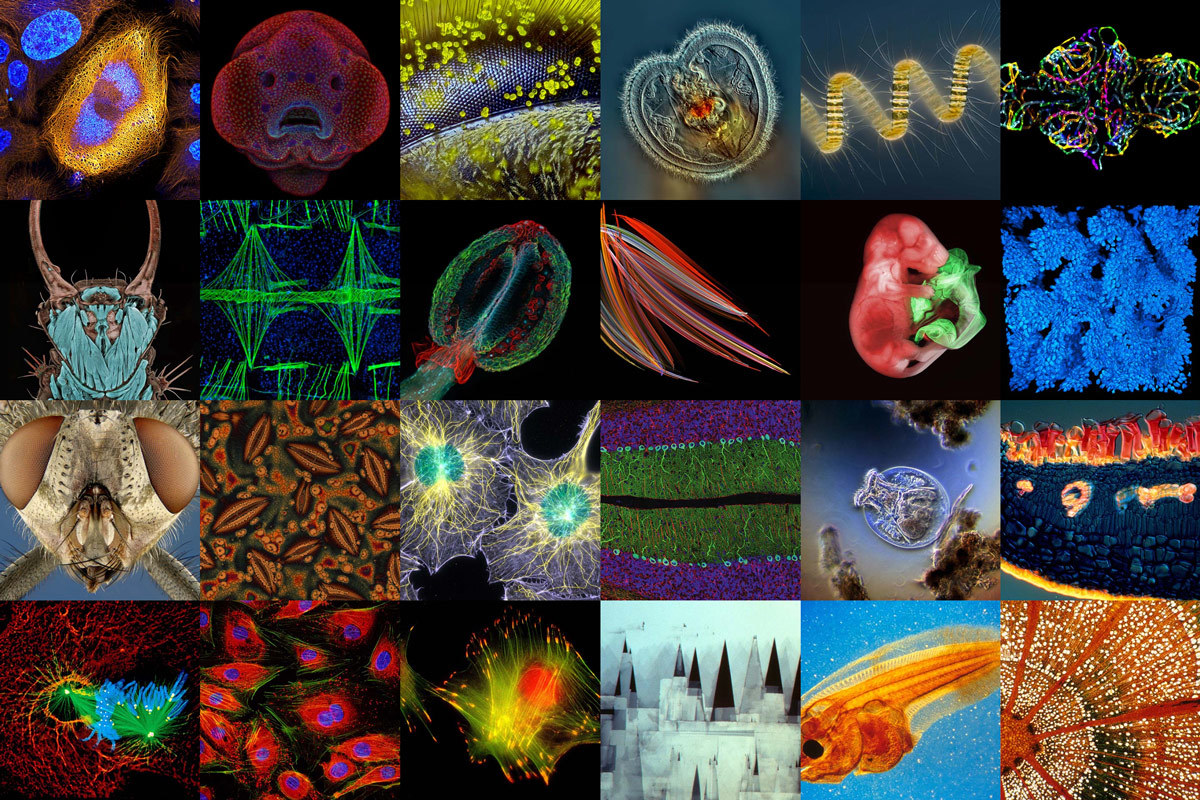 Photomicrography