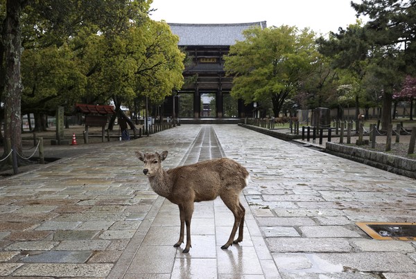 奈良公園的鹿