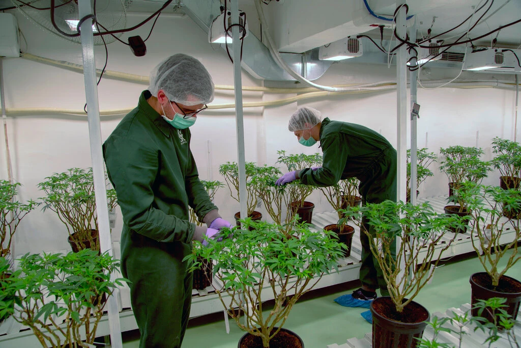 Tending crops at a marijuana plantation in North Macedonia.